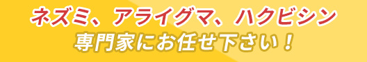 ネズミ、アライグマ、ハクビシン専門家にお任せ下さい！